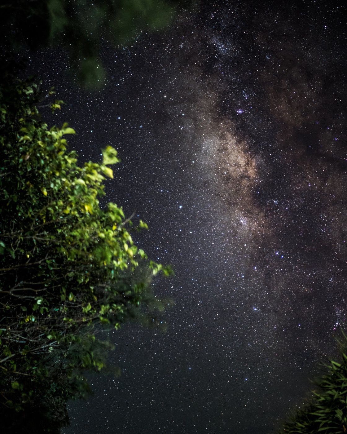 The Milky Way above tree leaves at night