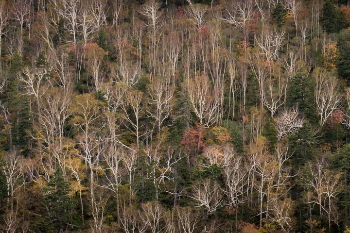 Hokkaido, Japan (2018)