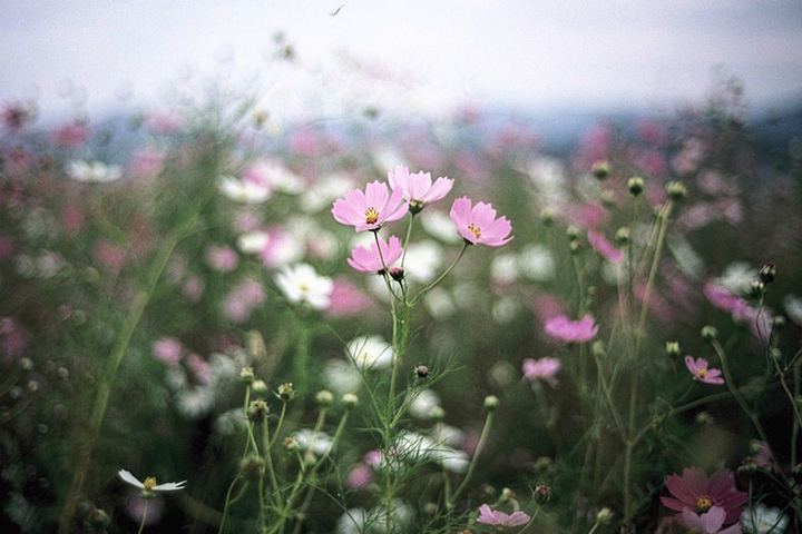 Byun-San, South Korea (2010)