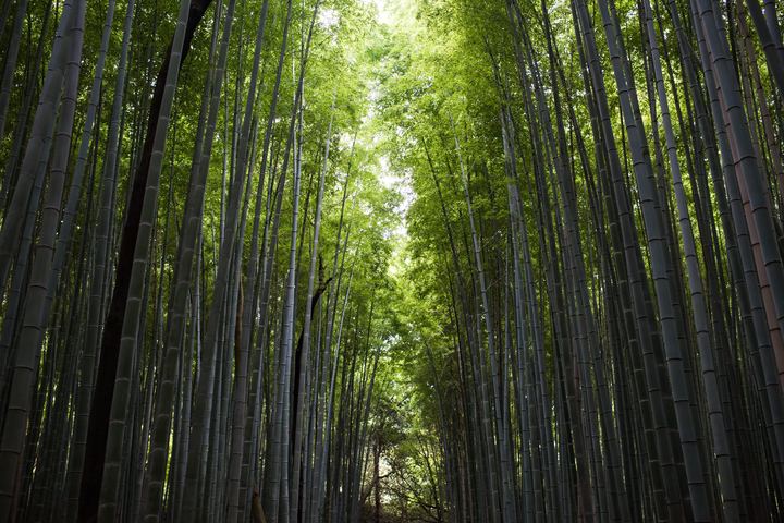 Arashiyama, Kyoto, Japan (2016)
