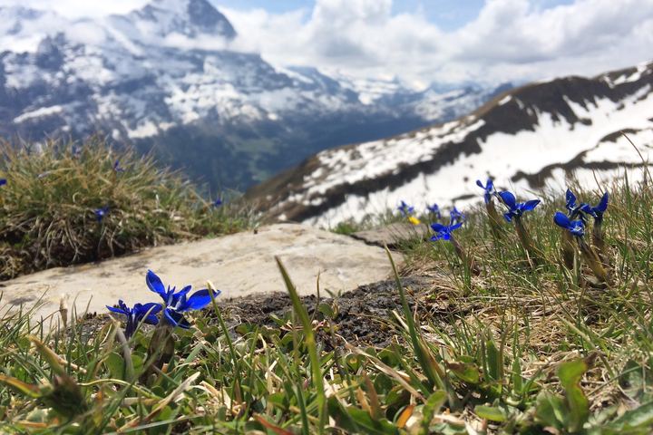 First - Bachalpsee, Switzerland (2015)