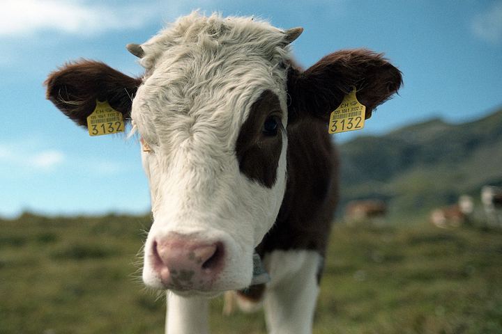 First, Switzerland (2014)